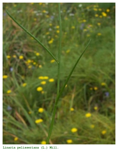 Linaria pelisseriana (L.) Mill.